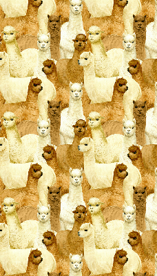Rolgordijn verduisterend Een kudde alpaca's