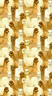 Rolgordijn verduisterend Een kudde alpaca's