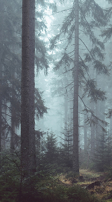 Rolgordijn voor het raam Bos 's nachts