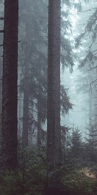 Rolgordijn voor het raam Bos 's nachts