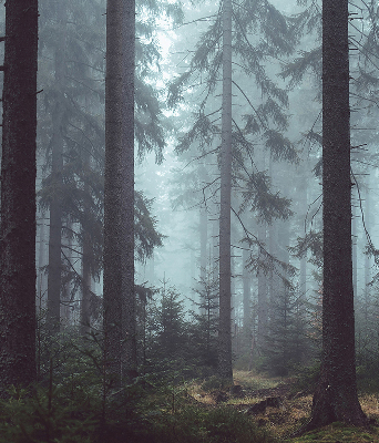 Rolgordijn voor het raam Bos 's nachts