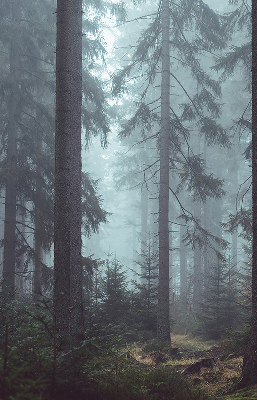 Rolgordijn voor het raam Bos 's nachts