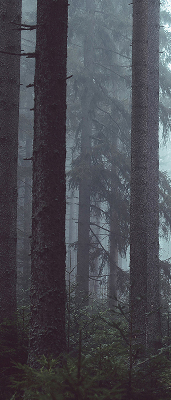 Rolgordijn voor het raam Bos 's nachts