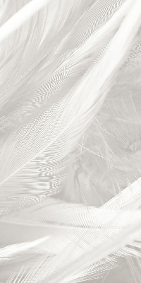 Rolgordijn voor het raam veren