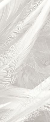 Rolgordijn voor het raam veren