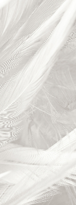 Rolgordijn voor het raam veren