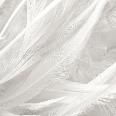 Rolgordijn voor het raam veren