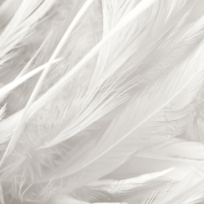 Rolgordijn voor het raam veren