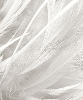 Rolgordijn voor het raam veren