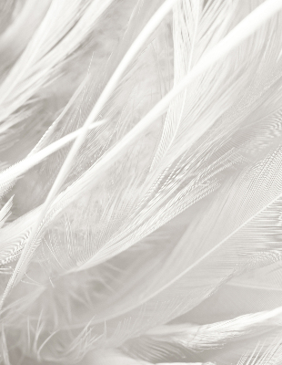 Rolgordijn voor het raam veren