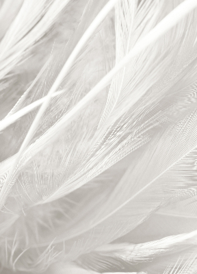 Rolgordijn voor het raam veren