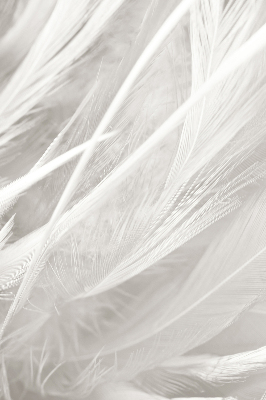 Rolgordijn voor het raam veren