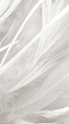 Rolgordijn voor het raam veren