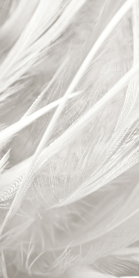 Rolgordijn voor het raam veren