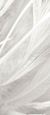 Rolgordijn voor het raam veren