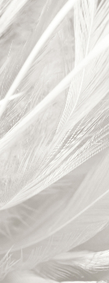 Rolgordijn voor het raam veren