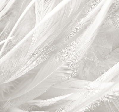 Rolgordijn voor het raam veren