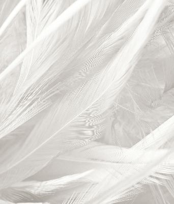 Rolgordijn voor het raam veren