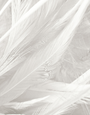 Rolgordijn voor het raam veren