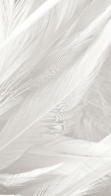 Rolgordijn voor het raam veren