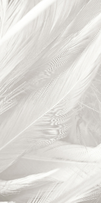 Rolgordijn voor het raam veren