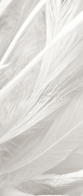 Rolgordijn voor het raam veren