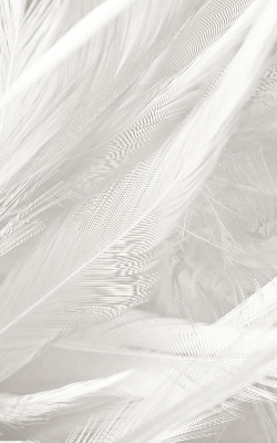 Rolgordijn voor het raam veren