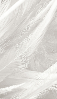 Rolgordijn voor het raam veren