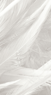 Rolgordijn voor het raam veren