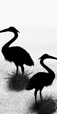 Rolgordijn voor het raam Reigers