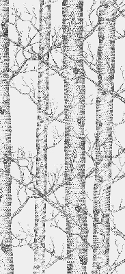 Rolgordijn verduisterend Boomstammen