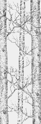 Rolgordijn verduisterend Boomstammen