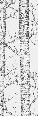 Rolgordijn verduisterend Boomstammen