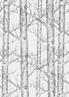 Rolgordijn verduisterend Boomstammen