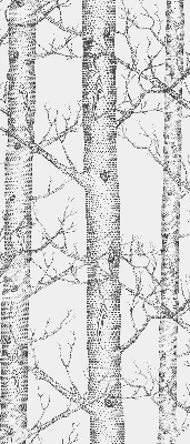 Rolgordijn verduisterend Boomstammen