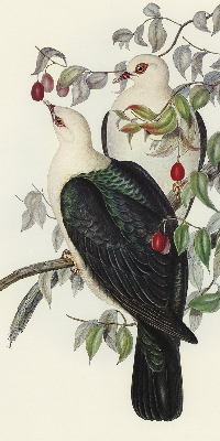 Rolgordijn verduisterend Vogels op een tak