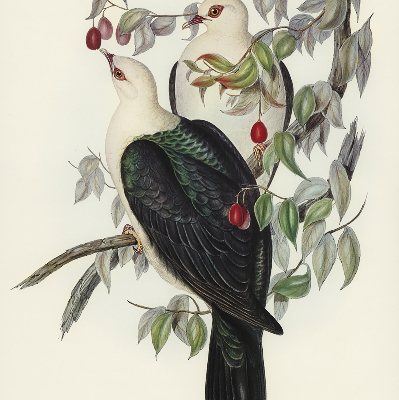 Rolgordijn verduisterend Vogels op een tak