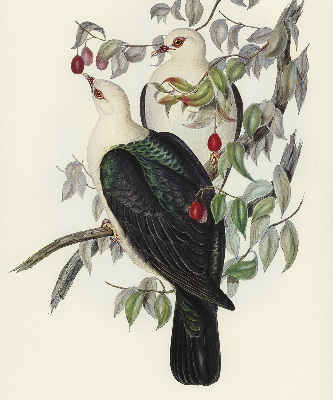 Rolgordijn verduisterend Vogels op een tak