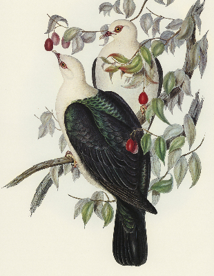 Rolgordijn verduisterend Vogels op een tak