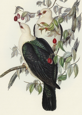 Rolgordijn verduisterend Vogels op een tak