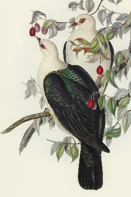 Rolgordijn verduisterend Vogels op een tak