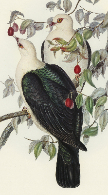 Rolgordijn verduisterend Vogels op een tak