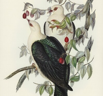 Rolgordijn verduisterend Vogels op een tak