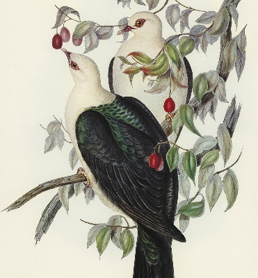 Rolgordijn verduisterend Vogels op een tak