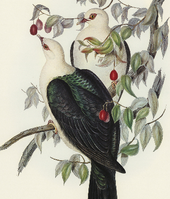 Rolgordijn verduisterend Vogels op een tak