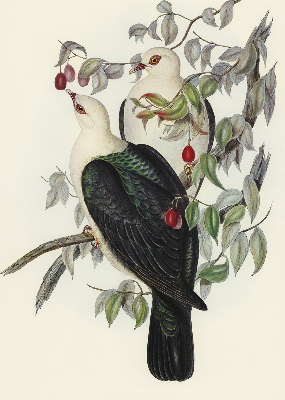 Rolgordijn verduisterend Vogels op een tak