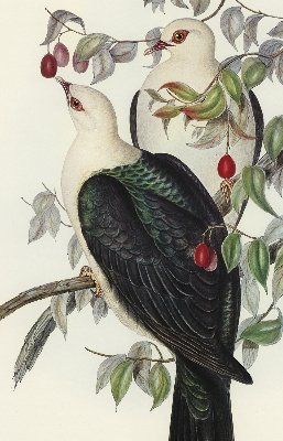 Rolgordijn verduisterend Vogels op een tak