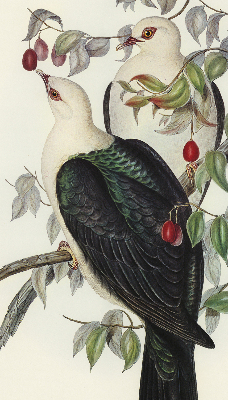 Rolgordijn verduisterend Vogels op een tak