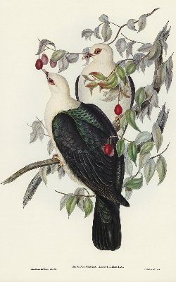 Rolgordijn verduisterend Vogels op een tak