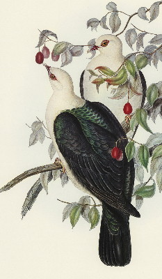 Rolgordijn verduisterend Vogels op een tak